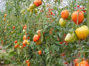 tomates coeur de boeuf dans les Vosges