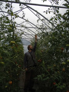 tomates bio dans les vosges Yann PIERREL