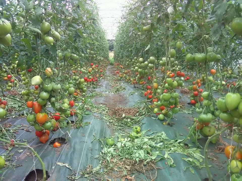 tomates coeurs de boeuf